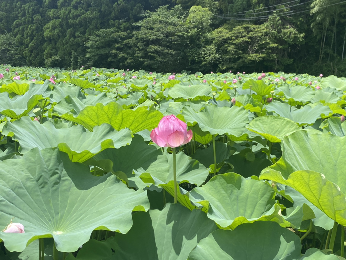 前の画像