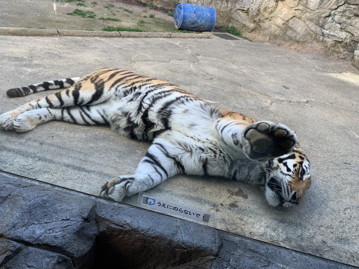 前の画像